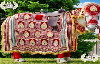 Decorated Horse Costume For Indian Wedding